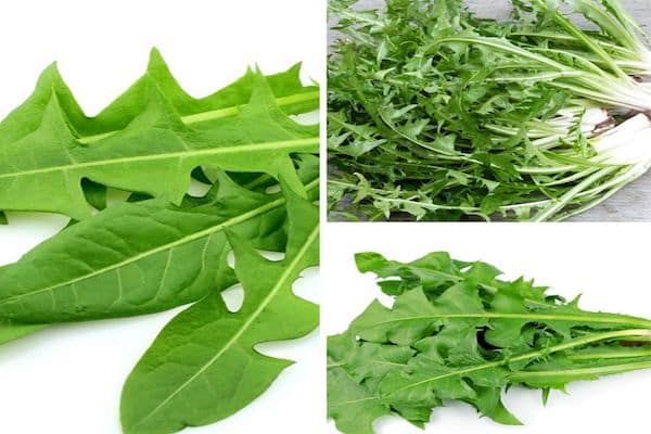 La Plante Que Vous Voyez En Image S’appelle De Pissenlit, C’est L’une Des Plantes Les Plus Miraculeuse Au Monde