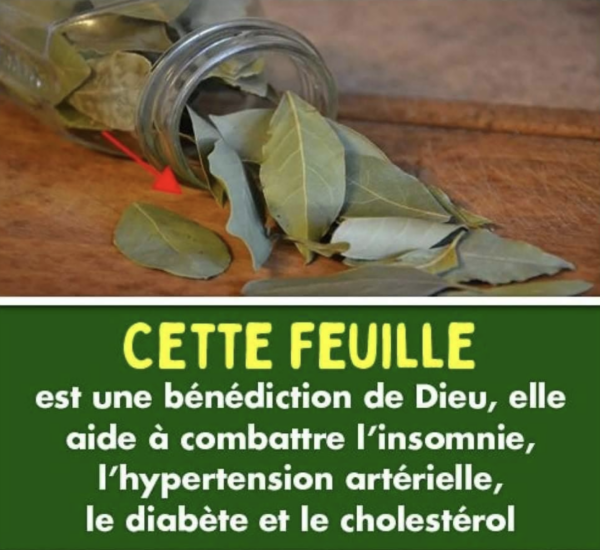 La feuille de laurier est une bénédiction de dieu : elle lutte contre le diabète, l’hypertension artérielle, le cholestérol et l’insomnie