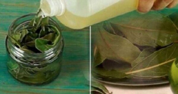 La feuille de laurier est une bénédiction de dieu : elle lutte contre le diabète, l’hypertension artérielle, le cholestérol et l’insomnie