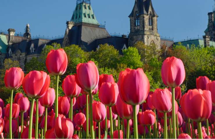 tulipes à Amsterdam
