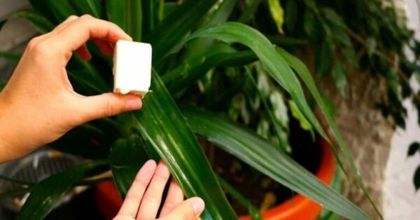 La meilleure et la plus propre technique pour éliminer la cochenille qui ravage tes plantes