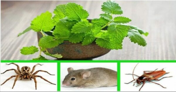 La menthe permet d’éloigner les souris, les araignées et les insectes de votre maison : voila comment l’utiliser