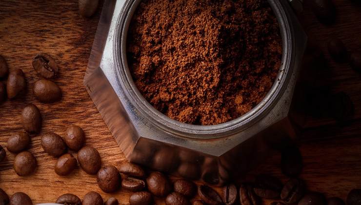 Café pour repousser les insectes