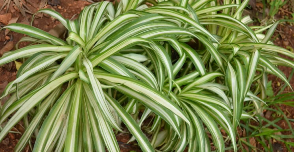 La plante nettoyante la plus résistante pour l’intérieur