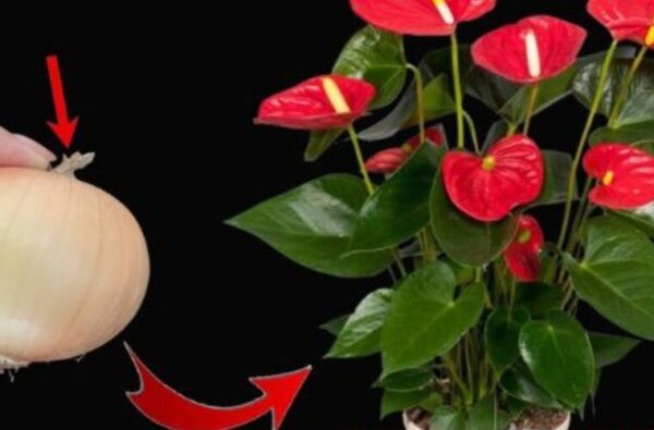 L’anthurium produira beaucoup de fleurs à partir de cette eau, elle n’a jamais été aussi belle