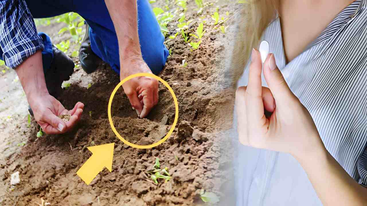 Aspirine dans le jardin