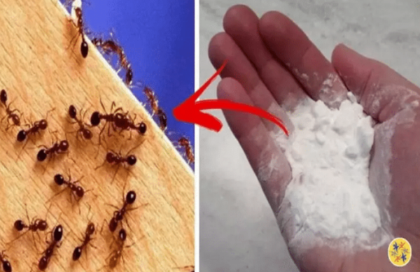 L’astuce au bicarbonate de soude : la fin des fourmis !
