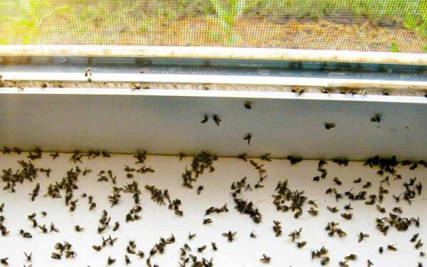 L’astuce de génie pour éliminer les moucherons de la cuisine : ils ne reviendront plus