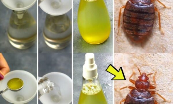 L’astuce des ménagères pour éliminer définitivement les punaises de lit de la maison