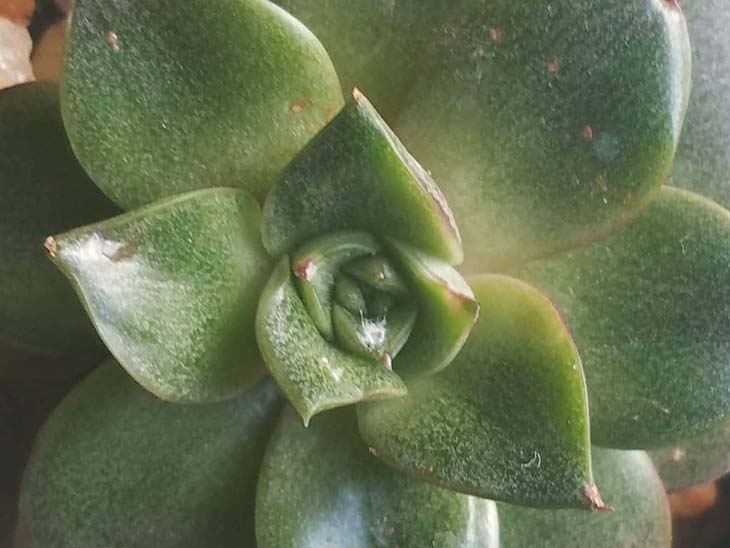 cochenilles succulentes