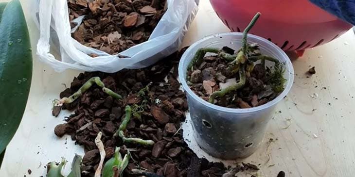 pot d'orchidée racine