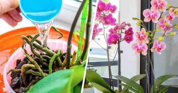 L’astuce ingénieuse pour obtenir deux orchidées à partir d’une seule plante