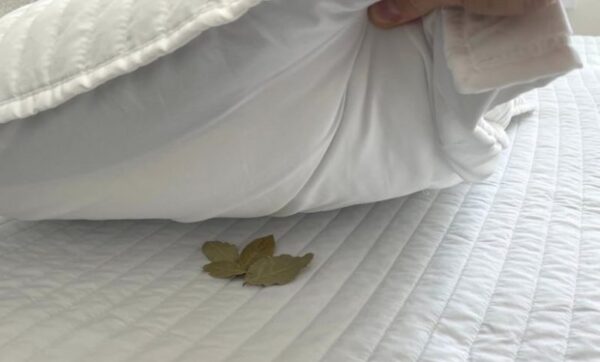 Laurier sous l’oreiller : l’ancienne coutume des grands-parents qui ne méritait pas d’être oubliée