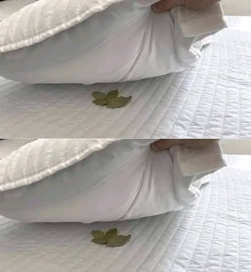 Laurier sous l’oreiller : l’ancienne coutume des grands-parents qui ne méritait pas d’être oubliée