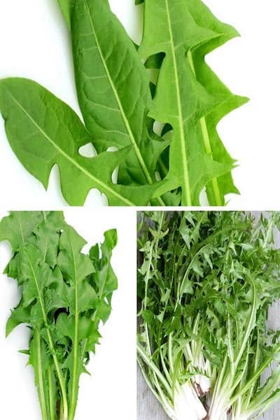 Le Pissenlit : Une Plante Miraculeuse aux Multiples Bienfaits