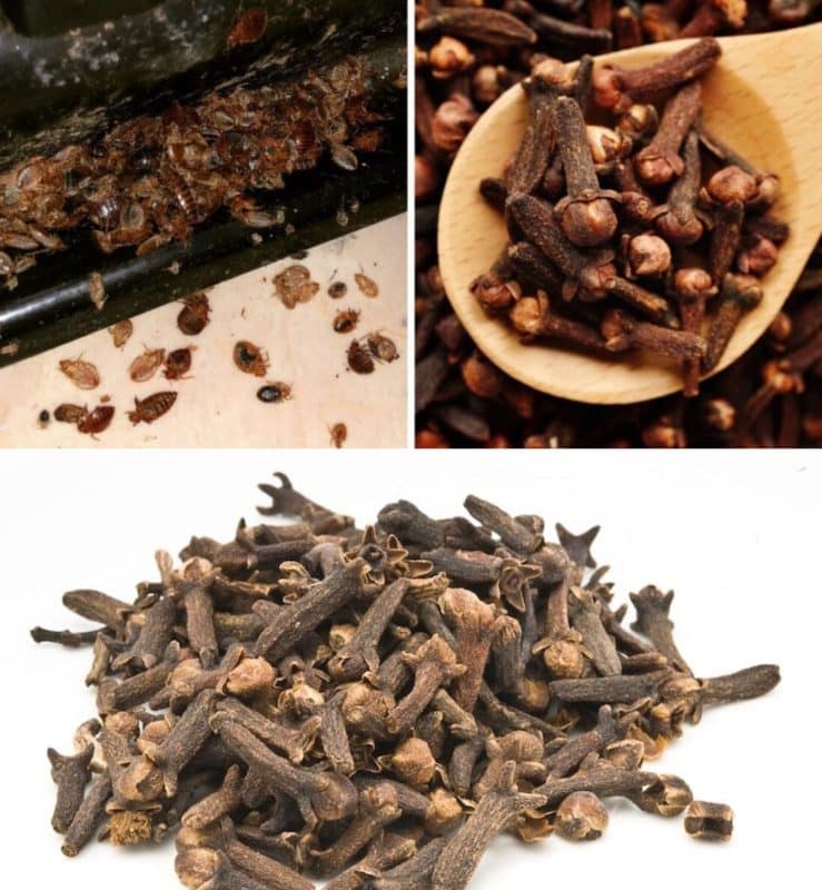 Le Secret Naturel pour Chasser les Punaises de Lit : La Recette Ultime aux Clous de Girofle! 3