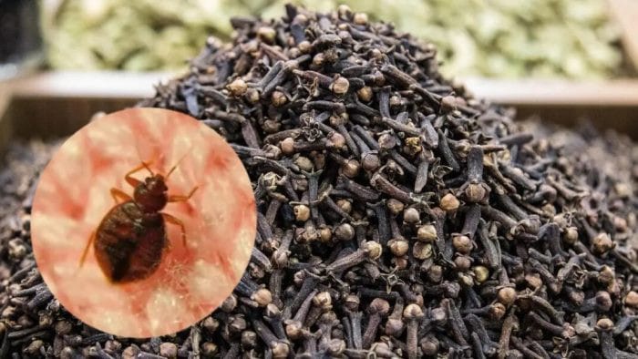 Le Secret Naturel pour Chasser les Punaises de Lit : La Recette Ultime aux Clous de Girofle! 2