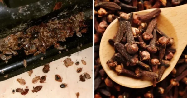 Le Secret Naturel pour Chasser les Punaises de Lit : La Recette Ultime aux Clous de Girofle!