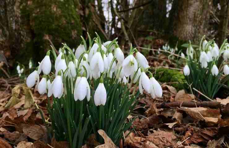 parvient à survivre aux températures les plus froides