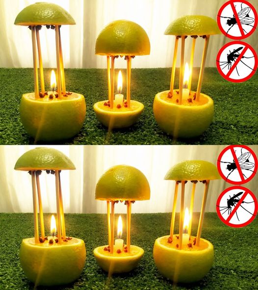 Le piège infaillible pour se débarrasser des mouches dans votre maison : vous n’en verrez plus aucune