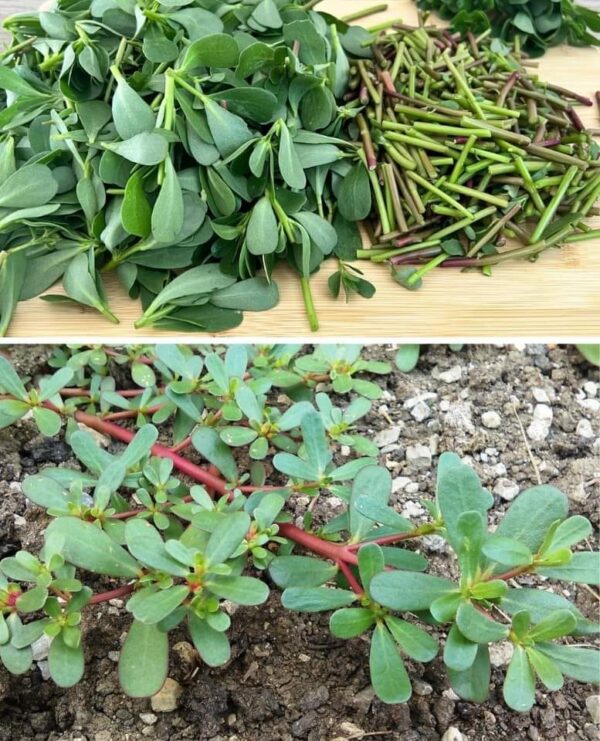 Le pourpier dans votre jardin: 8 raisons pour ne pas la tuer!