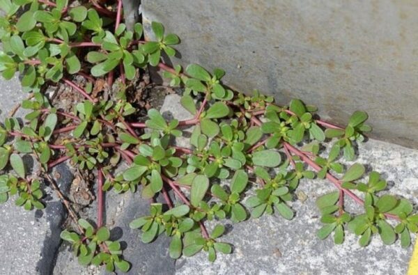 Le pourpier dans votre jardin: 8 raisons pour ne pas la tuer!
