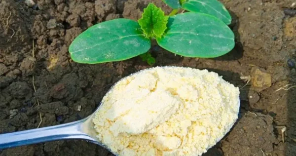 Le remède infaillible pour éliminer les fourmis de jardin : elles s’échappent en 10 secondes