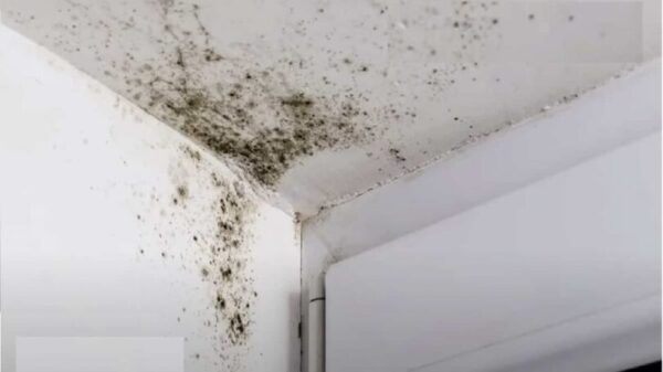 Le remède ultime contre la moisissure sur les murs : s’en débarrasser pour toujours