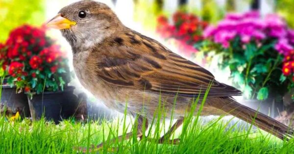 Le secret du jardinier pour éloigner les oiseaux du jardin : ils ne reviendront jamais