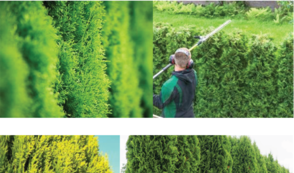 Le thuya, le brise-vue idéal : croissance rapide, résistance exceptionnelle