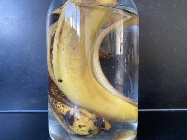 L’eau de banane, un bon engrais !!