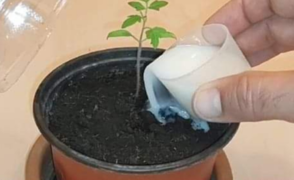 Les 10 Bienfaits Méconnus du Bicarbonate de Soude au Jardin