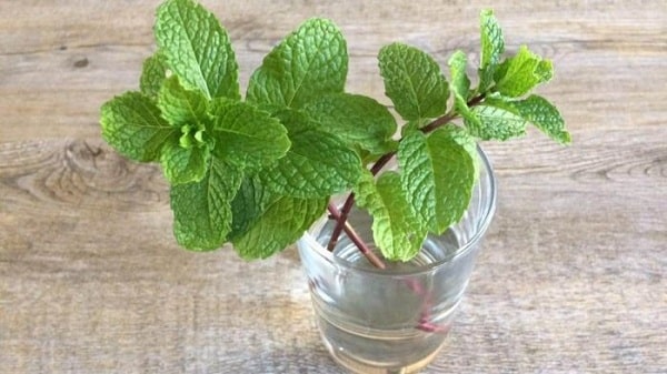 Les 6 Herbes que vous Pouvez faire Pousser dans l’Eau et Garder à la Maison Pendant une Année Entière