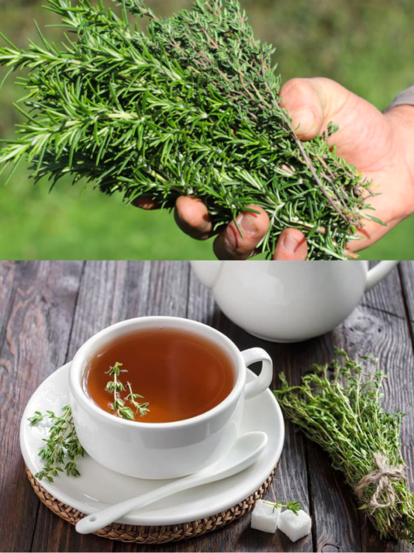 Les 7 Bienfaits Médicinaux du Thym : Un Trésor Naturel à Découvrir