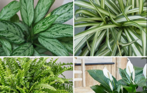 Les 9 meilleures plantes d’intérieur pour purifier l’air de votre maison selon la NASA