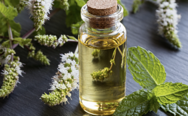 Les Bienfaits de l&rsquo;Huile Essentielle de Menthe Poivrée : Santé et Vitalité