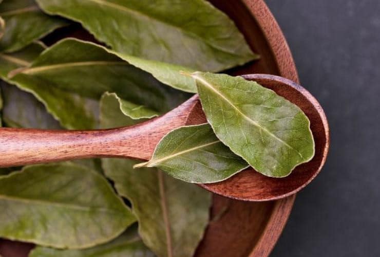 Les Feuilles de Laurier : Le Secret d'un Sommeil Paisible 4