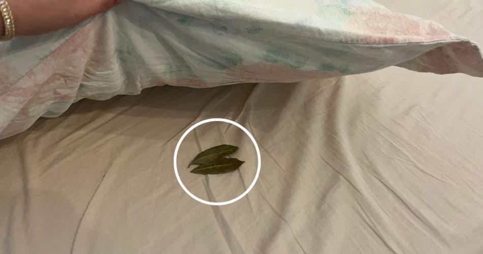 Les Feuilles de Laurier : Le Secret d'un Sommeil Paisible 2