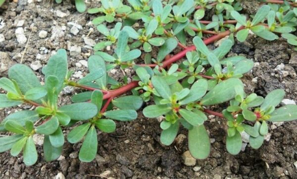 Les Vertus Méconnues du Pourpier dans Votre Jardin : 8 Raisons de Lui Donner Vie !