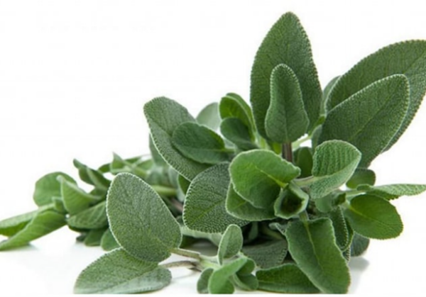 Les incroyables bienfaits de la sauge pour notre santé