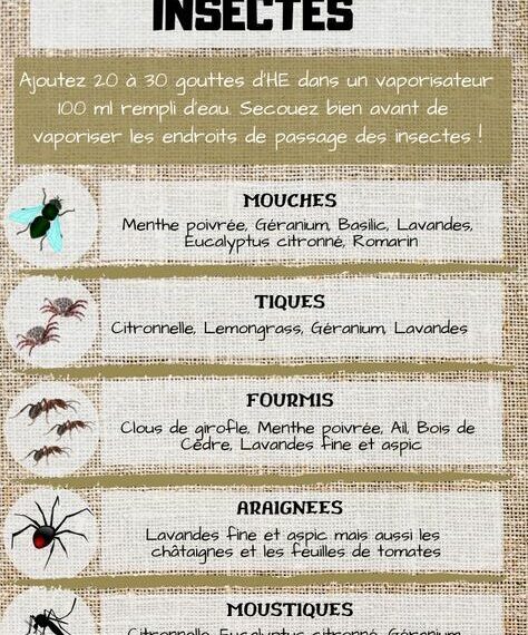 Les meilleures méthodes naturelles pour se protéger des moustiques