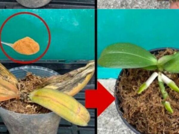 Les orchidées pourries ne doivent pas être jetées : une pincée leur redonnera vie