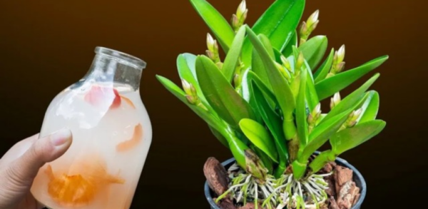 Les orchidées poussent comme des folles : j’utilise de l’eau de pelures d’oignons. Je partage l’alimentation