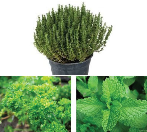 Les plantes aromatiques du jardin : un plaisir pour les sens