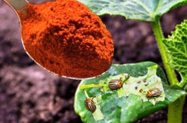 Les pucerons des plantes disparaîtront à jamais avec cette poudre – répandez-la maintenant