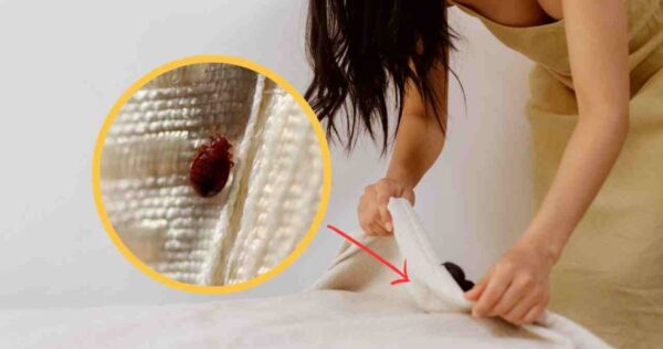 Les punaises de lit, l’endroit où elles aiment se cacher : personne ne le vérifie jamais