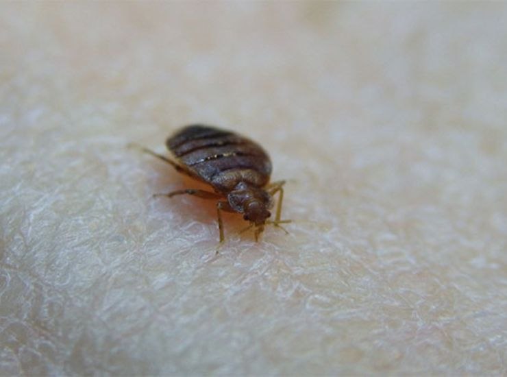 Où se cachent les punaises de lit