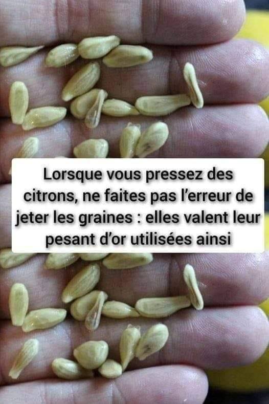 Lorsque vous pressez des citrons, ne faites pas l’erreur de jeter les graines : elles valent leur pesant d’or utilisées ainsi