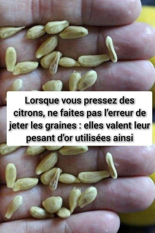 Lorsque vous pressez des citrons, ne faites pas l’erreur de jeter les graines : elles valent leur pesant d’or utilisées ainsi