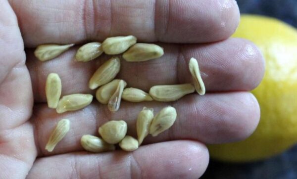 Lorsque vous pressez des citrons, ne faites pas l’erreur de jeter les graines : elles valent leur pesant d’or utilisées ainsi